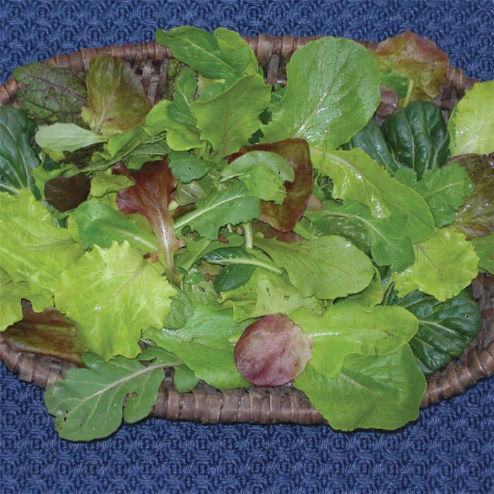 Various Baby Leaf Zesty Mesclun Mix