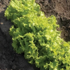 Simpson Elite Lettuce