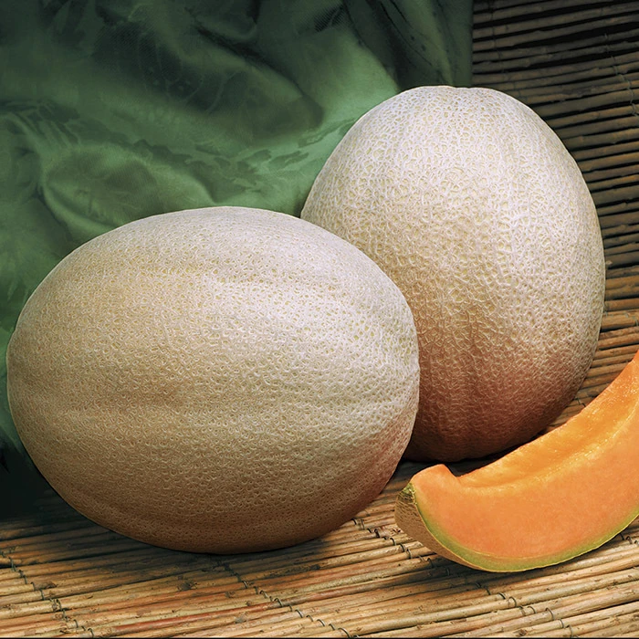 Aphrodite Hybrid Muskmelon