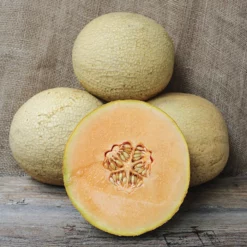 Goddess Hybrid Muskmelon