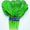 Komatsuna Mustard Spinach