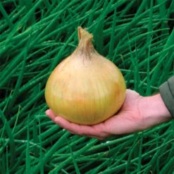 Ailsa Craig Exhibition Onion