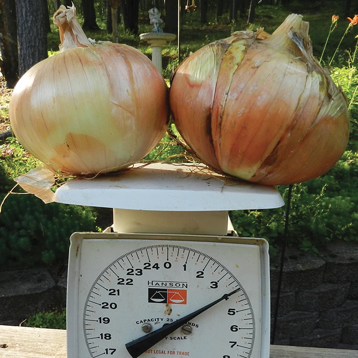 Candy Hybrid Onion