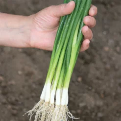 Guardsman Bunching Onion