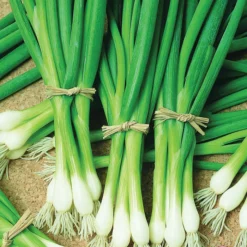 Warrior Bunching Onion