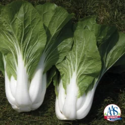 Bopak Hybrid Pak Choi