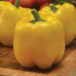 Trailblazer Hybrid Pepper