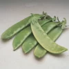 Oregon Giant Snow Pea