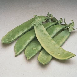 Oregon Giant Snow Pea