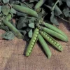 Progress No.9 Garden Shelling Pea