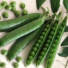Sabre Garden Shelling Pea