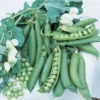Wando Garden Shelling Pea