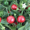 Topik Hybrid Pepper