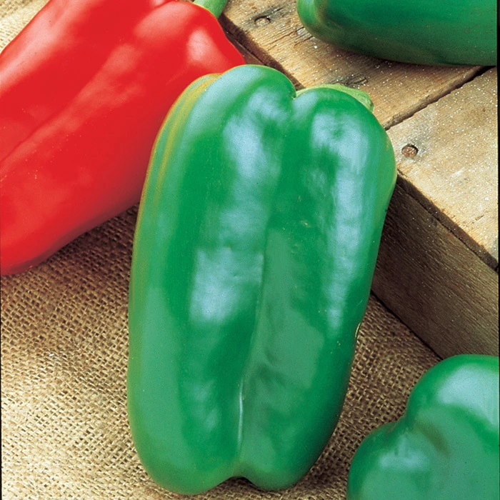 Big Bertha Ps Hybrid Pepper