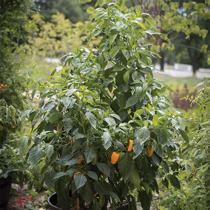 Just Sweet Hybrid Pepper