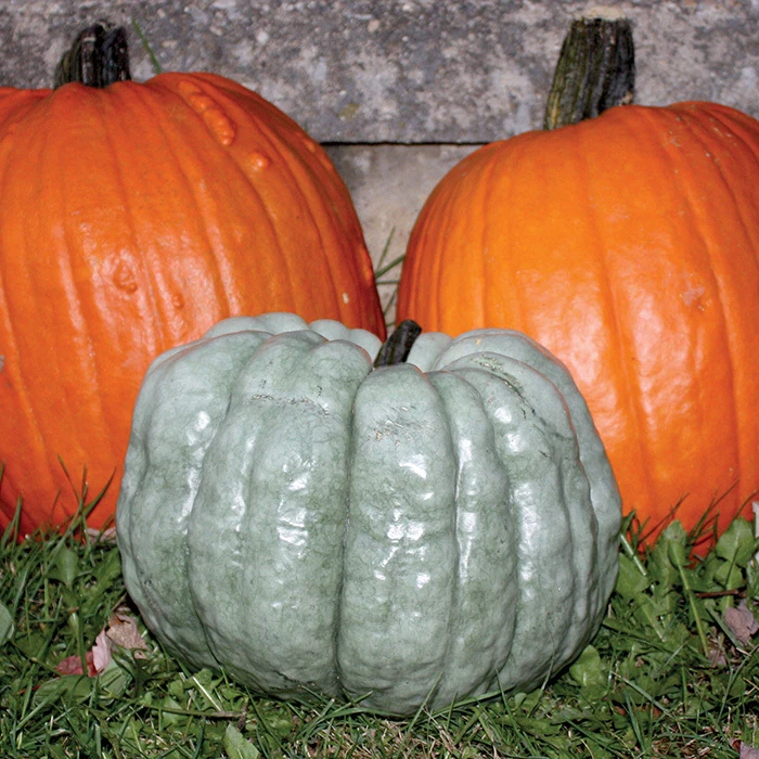 Blue Doll Hybrid Pumpkin