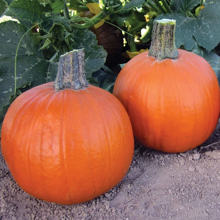 Early Abundance Hybrid Pumpkin