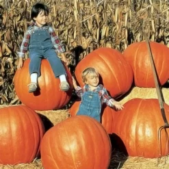 Maxima Prizewinner Hybrid Pumpkin