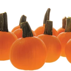 Half Pint Hybrid Pumpkin