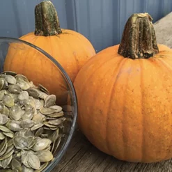 Naked Bear Hybrid Pumpkin