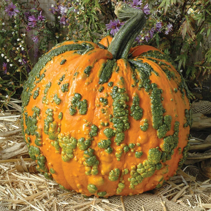 Warty Goblin Hybrid Pumpkin