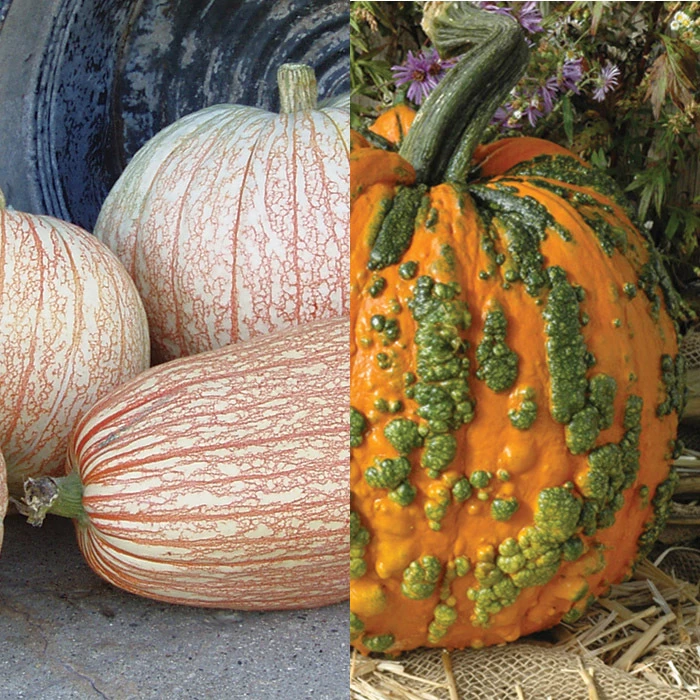 Novelty Pumpkin Offer