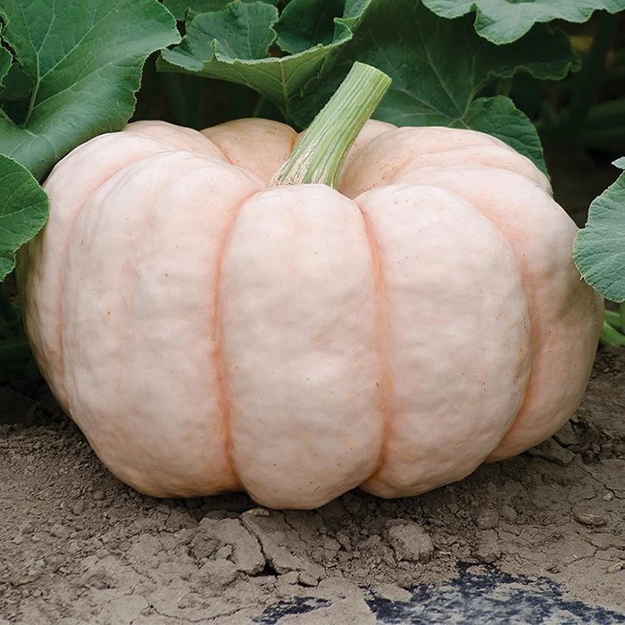 Porcelain Doll Hybrid Pumpkin