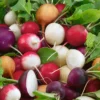 Fiesta Blend Radish