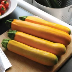 Easy Pick Gold II Hybrid Summer Squash