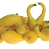 Delta Hybrid Yellow Crookneck Squash