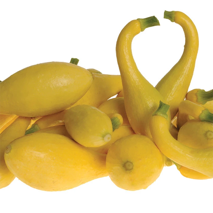 Delta Hybrid Yellow Crookneck Squash