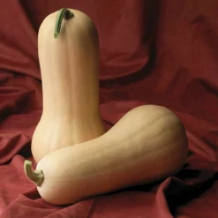 Atlas Hybrid Squash