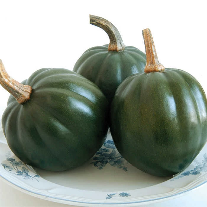 Honey Bear Hybrid Acorn Squash