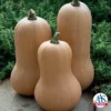Waltham Butternut Winter Squash