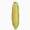 Early Golden Bantam Sweet Corn