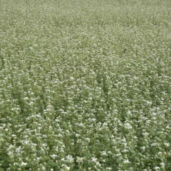 Buckwheat