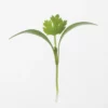 Monogerm Cilantro Microgreens
