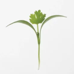 Monogerm Cilantro Microgreens