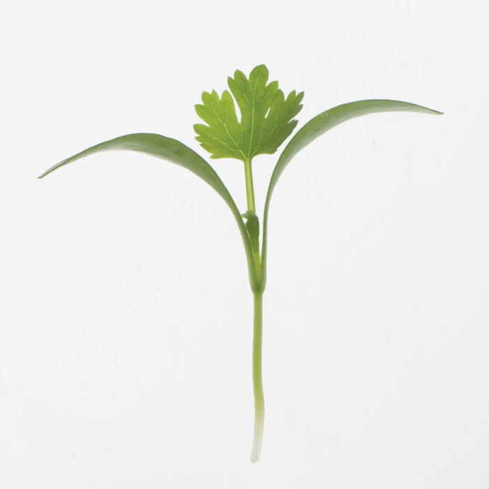 Monogerm Cilantro Microgreens