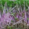 Radish Sprouting Seed