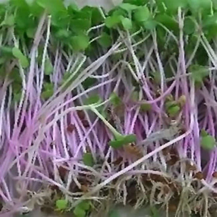 Radish Sprouting Seed