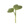 Daikon Radish Microgreens