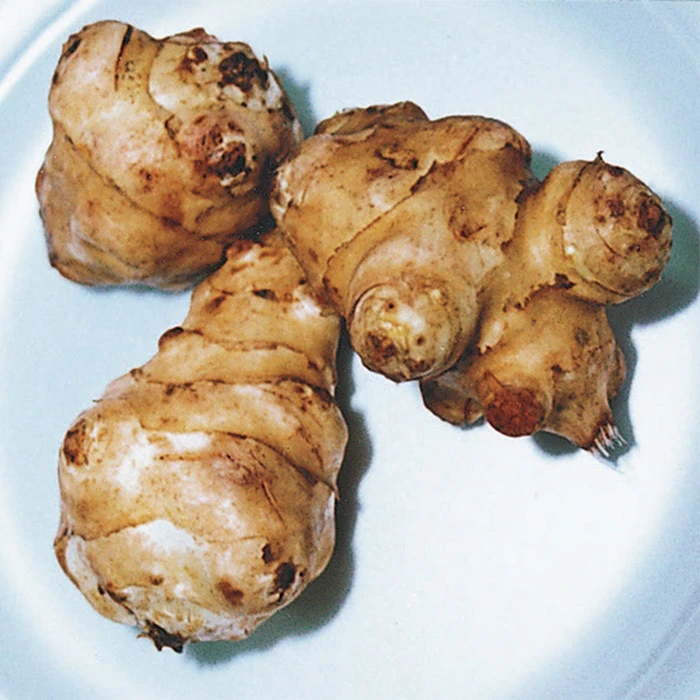 Jerusalem Artichoke Tubers