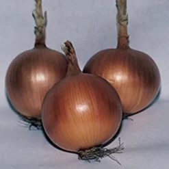 Texas 1015y Supersweet Onion