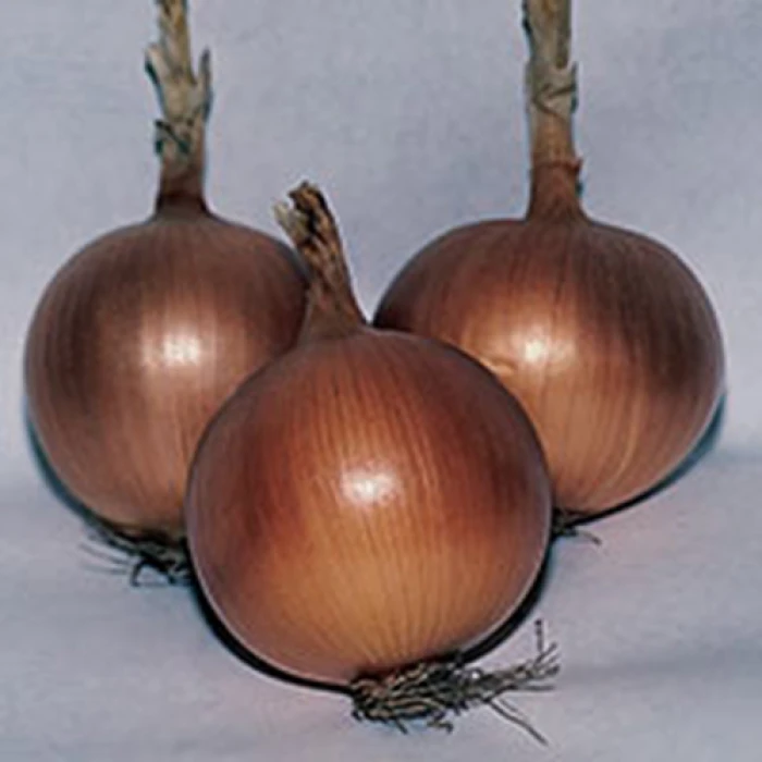Texas 1015y Supersweet Onion