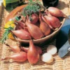Golden Shallots
