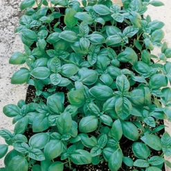 Organic Italian Large Leaf Basil