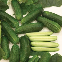 Organic Diamant Hybrid Cucumber