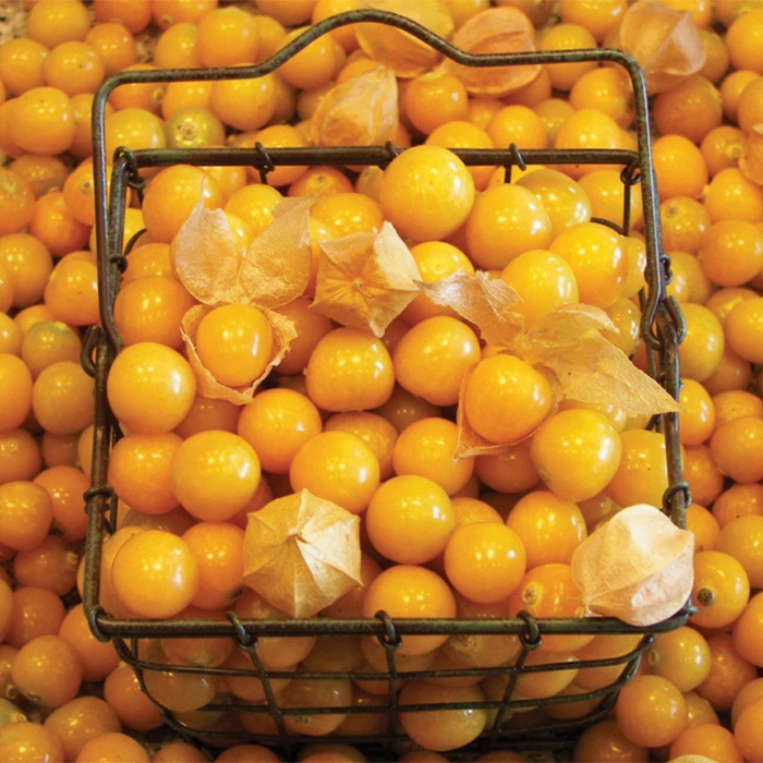 Aunt Molly's Organic Ground Cherry