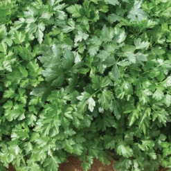 Organic Italian Giant Parsley